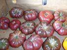 purple calabash