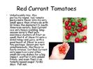 red currant