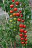 gardeners delight