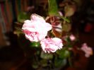Begonia roz -multumesc Monica :*