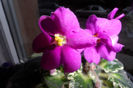 SAM_1584