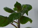 Kohleria Lucis Baby One