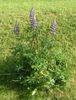 lupin (Lupinus sp.),