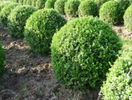 Cimiirul (Buxus sempervirens)