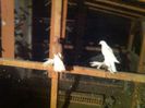Picture 029