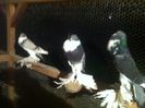 Picture 036