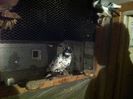 Picture 051