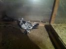 Picture 054