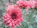 Pink Chrysanthemum (2013, Oct.03)