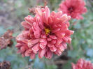 Pink Chrysanthemum (2013, Oct.03)