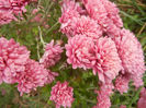 Pink Chrysanthemum (2013, Oct.28)