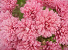 Pink Chrysanthemum (2013, Oct.28)