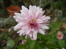 Pink Chrysanthemum (2013, Oct.28)
