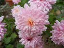 Pink Chrysanthemum (2013, Oct.28)