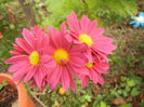Purple & Yellow Chrysanth (2013, Oct.28)