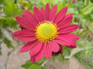 Purple & Yellow Chrysanth (2013, Oct.28)