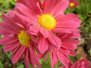 Purple & Yellow Chrysanth (2013, Oct.28)