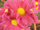 Purple & Yellow Chrysanth (2013, Oct.28)