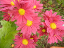 Purple & Yellow Chrysanth (2013, Oct.28)
