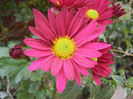 Purple & Yellow Chrysanth (2013, Oct.28)