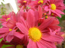 Purple & Yellow Chrysanth (2013, Oct.28)