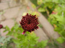 Purple Chrysanthemum (2013, Oct.28)
