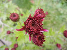 Purple Chrysanthemum (2013, Oct.28)