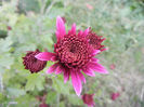 Purple Chrysanthemum (2013, Oct.28)