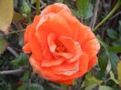 Rose Monica (2013, October 04)