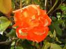 Rose Monica (2013, October 09)