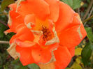 Rose Monica (2013, October 14)