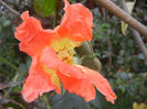 Rose Monica (2013, October 14)