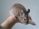 degu normal