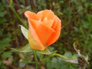 Rose Monica (2013, October 28)