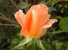 Rose Monica (2013, October 28)