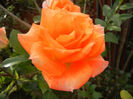 Rose Monica (2013, October 28)
