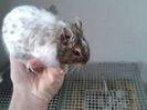 degu bicolor