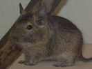 degu normal