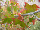 Liquidambar styraciflua (2013, Oct.04)