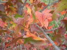 Liquidambar styraciflua (2013, Oct.14)