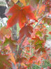 Liquidambar styraciflua (2013, Oct.14)