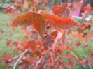 Liquidambar styraciflua (2013, Oct.14)
