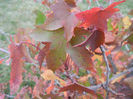Liquidambar styraciflua (2013, Oct.14)