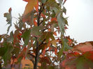 Liquidambar styraciflua (2013, Oct.14)