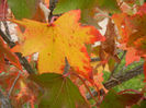 Liquidambar styraciflua (2013, Oct.14)