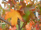 Liquidambar styraciflua (2013, Oct.14)