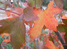 Liquidambar styraciflua (2013, Oct.14)