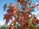 Liquidambar styraciflua (2013, Oct.18)