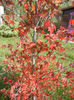Liquidambar styraciflua (2013, Oct.18)