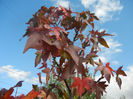 Liquidambar styraciflua (2013, Oct.18)